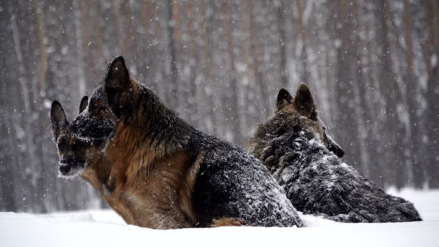 Schäferhund.-Hunde-der-Rasse-Schäferhund-laufen-durch-den-Schnee