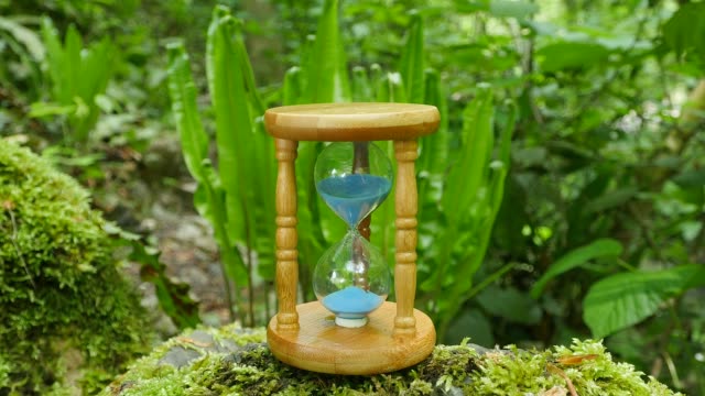 Hourglass-in-the-Tropical-Forest