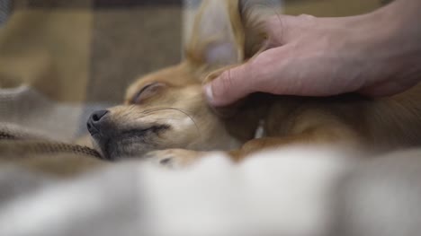 perro-gracioso-adorable-Chihuahua-duerme-en-tela-escocesa,-movimientos-de-la-mano-de-una-persona-una-mascota-tranquila