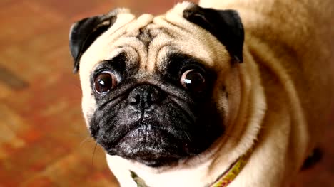 Close-up-face-of-cute-pug-dog-puppy.