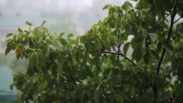 Green-tree-branches-under-the-falling-rain.