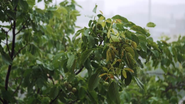 Branches-of-a-green-walnut-under-a-falling-pouring-rain.
