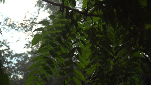 Starkregen-im-Sommer-mit-Sonnenstrahl,-Regentropfen-auf-Bäumen-Branch,-idyllische-Ruhige-Szene