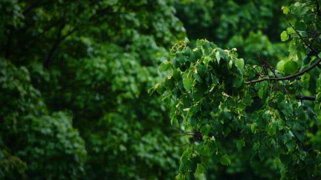 Blick-auf-die-grüne-Blätter-von-den-Bäumen-im-Regen