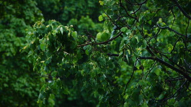 Vista-del-verde-las-hojas-de-los-árboles-bajo-la-lluvia