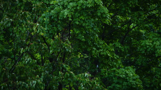 Blick-auf-die-grüne-Blätter-von-den-Bäumen-im-Regen