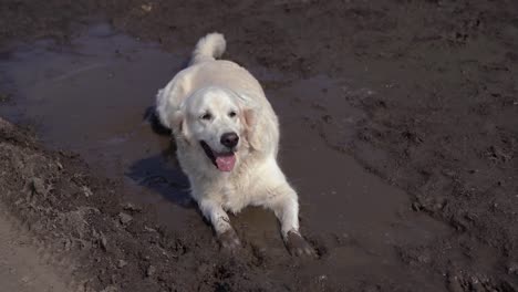 Funny-video---a-beautiful-thoroughbred-dog-with-joy-lying-in-a-muddy-puddle