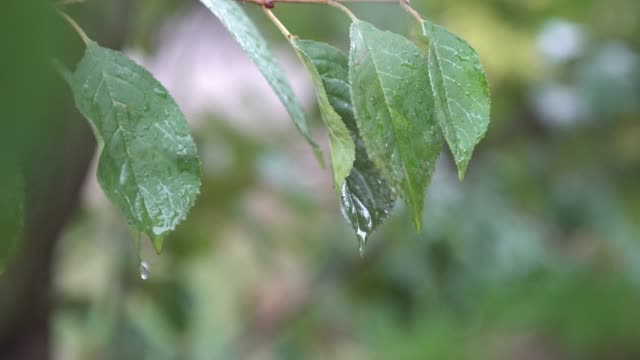 Gotas-de-lluvia-golpeando-hojas-de-cerezo