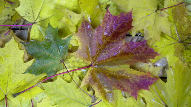 Caída-de-gotas-de-agua-de-una-lluvia-en-el-rojo-y-amarillo-las-hojas-de-un-arce-en-un-suelo-de-madera-en-día-soleado-de-otoño