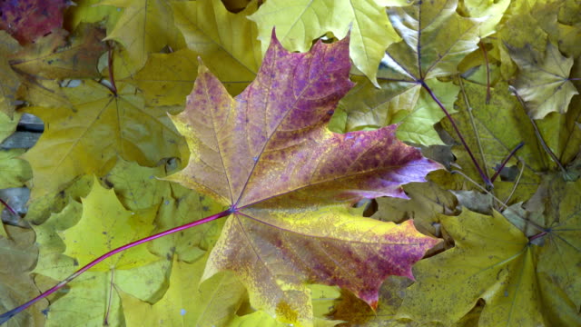 Caída-de-gotas-de-agua-de-una-lluvia-en-el-rojo-y-amarillo-las-hojas-de-un-arce-en-un-suelo-de-madera-en-día-soleado-de-otoño