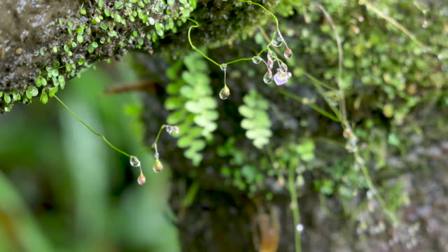 Spring-water-drops-falls-on-green-moss