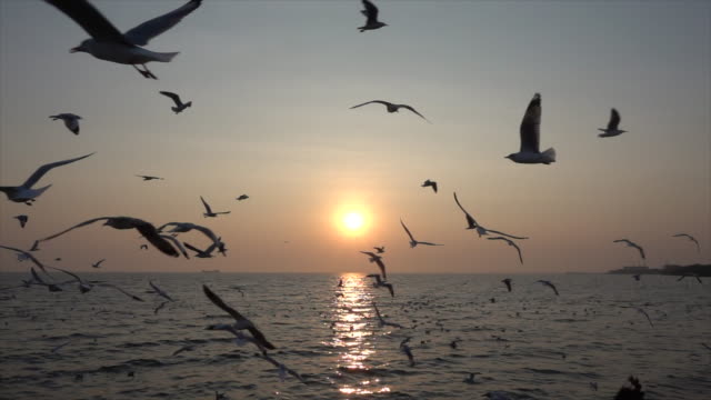 Slow-Motion-Seagull-and-sunset