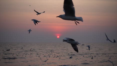 Slow-Motion-Seagull-and-sunset