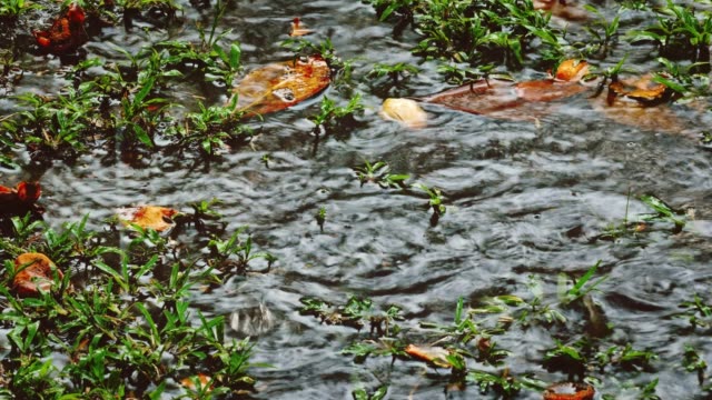Tropenregen-und-Regentropfen-fallen-auf-Teich,-Fluss