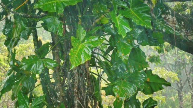Heavy-tropical-rain-falling-dense-forest