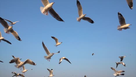 Slow-Motion-Seagull-in-nature