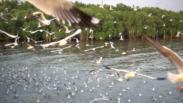 Slow-Motion-Seagull-in-nature