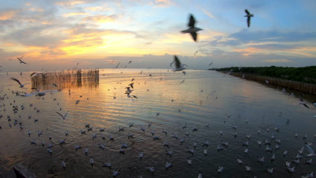 Slow-motion-Seagull-flying-and-sunset