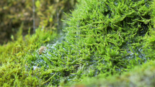 Agua-de-manantial-dribbles-on-moss