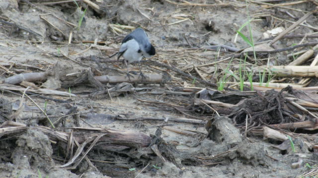White-Wagtail-cleaning-itself
