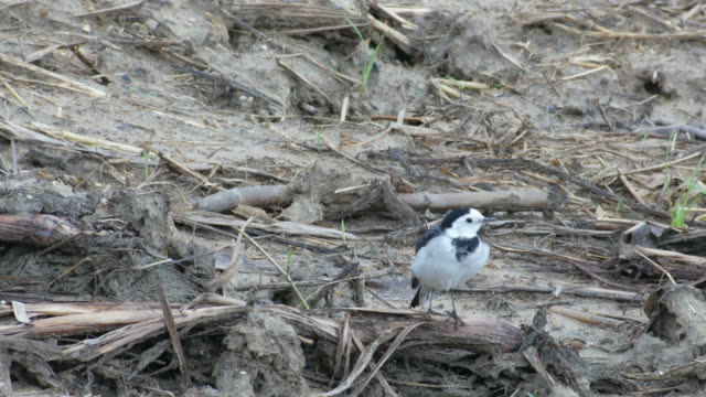 White-Wagtail-standing-on-the-muddy-floor