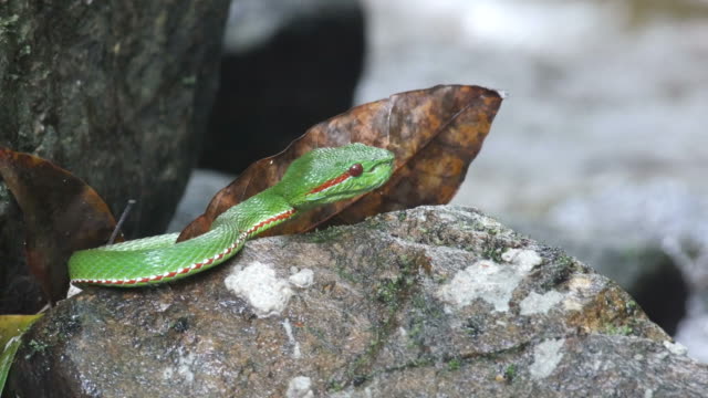 Green-pit-viper-resting-on-the-rocky-floor