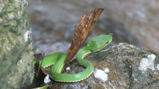 Grüne-Pit-Viper-ruht-auf-dem-felsigen-Boden