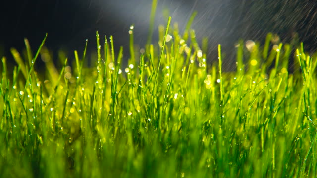 Grass-watered-or-wet-grass