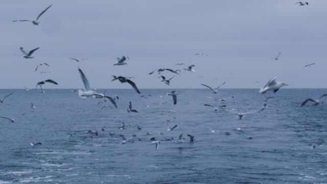 Flock-of-Seagulls-Fly-over-the-Sea-Looking-for-Food