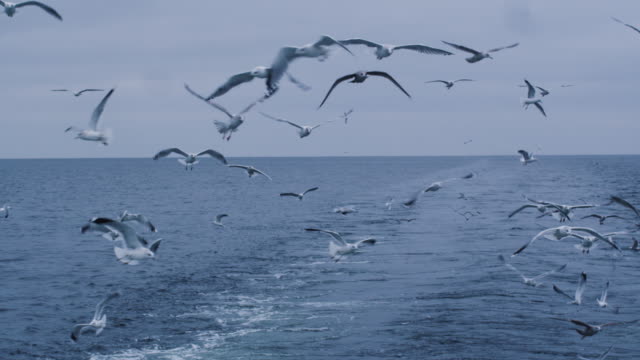 Flock-of-Seagulls-Fly-over-the-Sea-Looking-for-Food