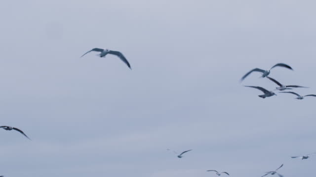 Flock-of-Seagulls-in-the-Sky