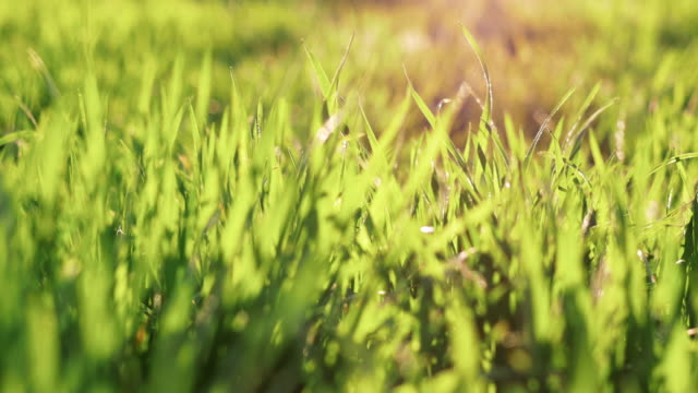 Close-up-shot-of-grass-with-dew-drops-on-blurred-Grass-Background,-pan