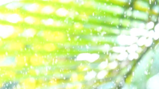 rain-drop-slow-motion-on-blur-leaf-background