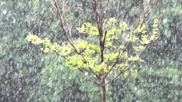slow-motion-rain-drop-on-tree-4K
