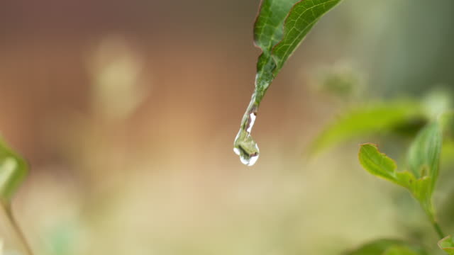 Rain-falling-From-Leaf,-Normandy,-Slow-motion-4K