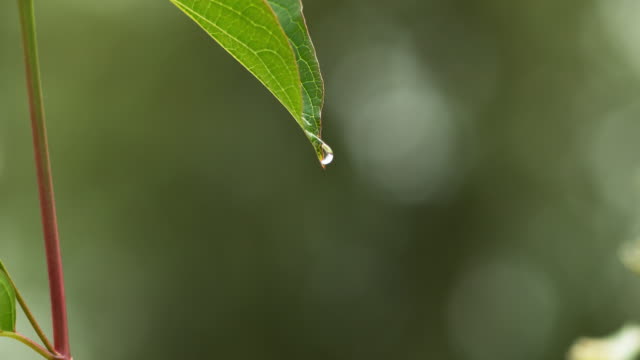Rain-falling-From-Leaf,-Normandy,-Slow-motion-4K