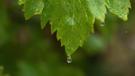 Rain-falling-From-Grapevine's-Leaf,-Normandy,-Slow-motion-4K