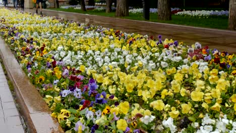 Flores-en-la-jardinera.-Hay-una-fina-llovizna.-Las-personas-se-apresuran-a-trabajar.