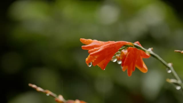 Nahaufnahme-einer-wunderschönen-Blume-im-Regen