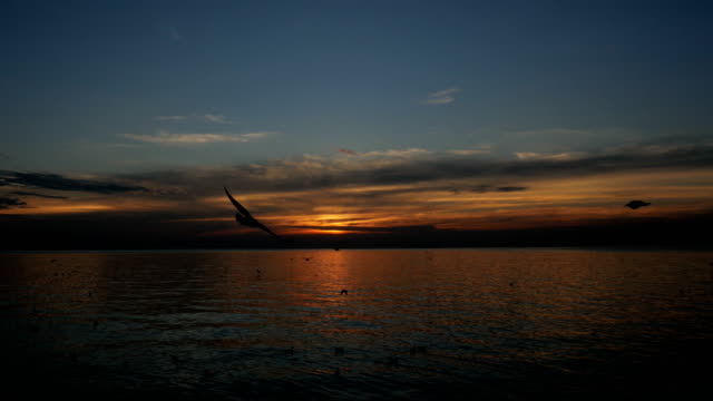 Vogelschwarm-fliegen-über-dem-Meer-bei-Sonnenuntergang-Zeitlupe
