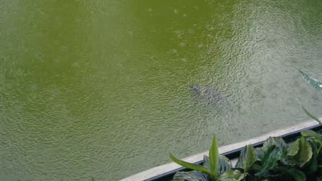 Orejudo-tortuga-Slider-rojo-charca-lluviosa