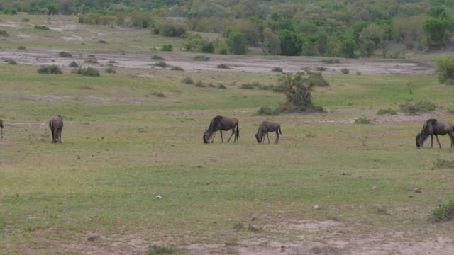 Herde-von-Gnus-grasen-auf-einer-grünen-Wiese-afrikanische-Savanne-nach-einem-Regen