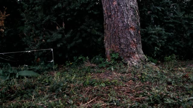 Various-pieces-of-glass-stand-in-the-forest.-A-camera-moves-around-them