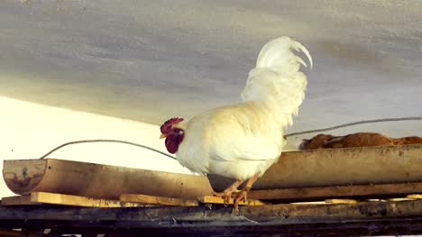 Gallo-y-gallinas-Prepárate-dormir-en-el-granero
