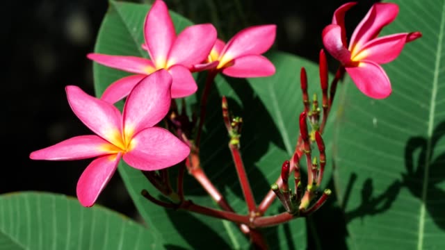 Zweig-der-lila-Plumeria-Blüte-im-hellen-Sonnenlicht