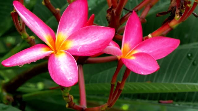 Two-lilac-plumeria-blossom-flower-wiggle-by-breeze-after-tropical-rain