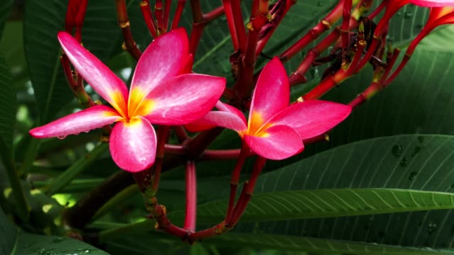 Bright-lilac-plumeria-blossom-flower-wiggle-by-breeze-after-tropical-rain.-Green-leaves-in-background