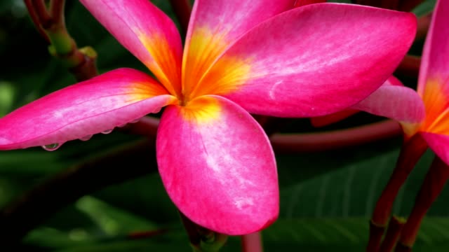 Primer-plano-de-flor-de-plumeria-lila-después-de-lluvia-tropical