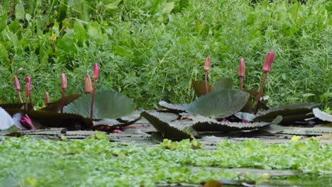 Loto-rosa-fresca-y-natural-de-cultivo-en-estanque-de-agua-natural