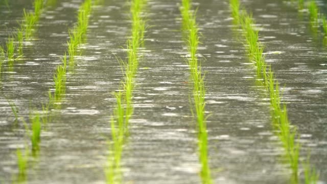 SlowMotion---Rain-falling-in-the-paddy-field-FIX